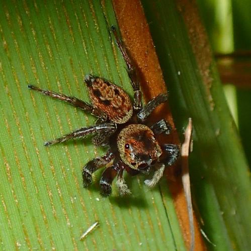 Hasarius adansoni